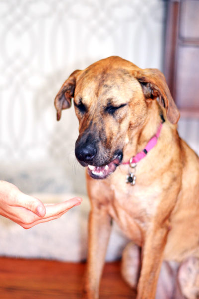 Nala chewing her cookie.