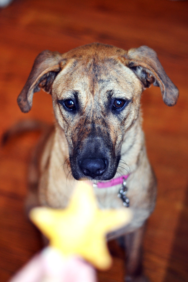 Nala sitting for a cookie.